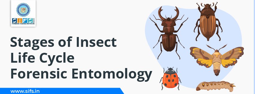 Stages of Insect Life Cycle | Forensic Entomology